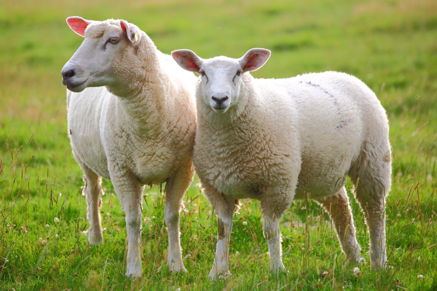 34tv45yb46yyb546u65 قیمت گوسفند زنده در تهران و کرج