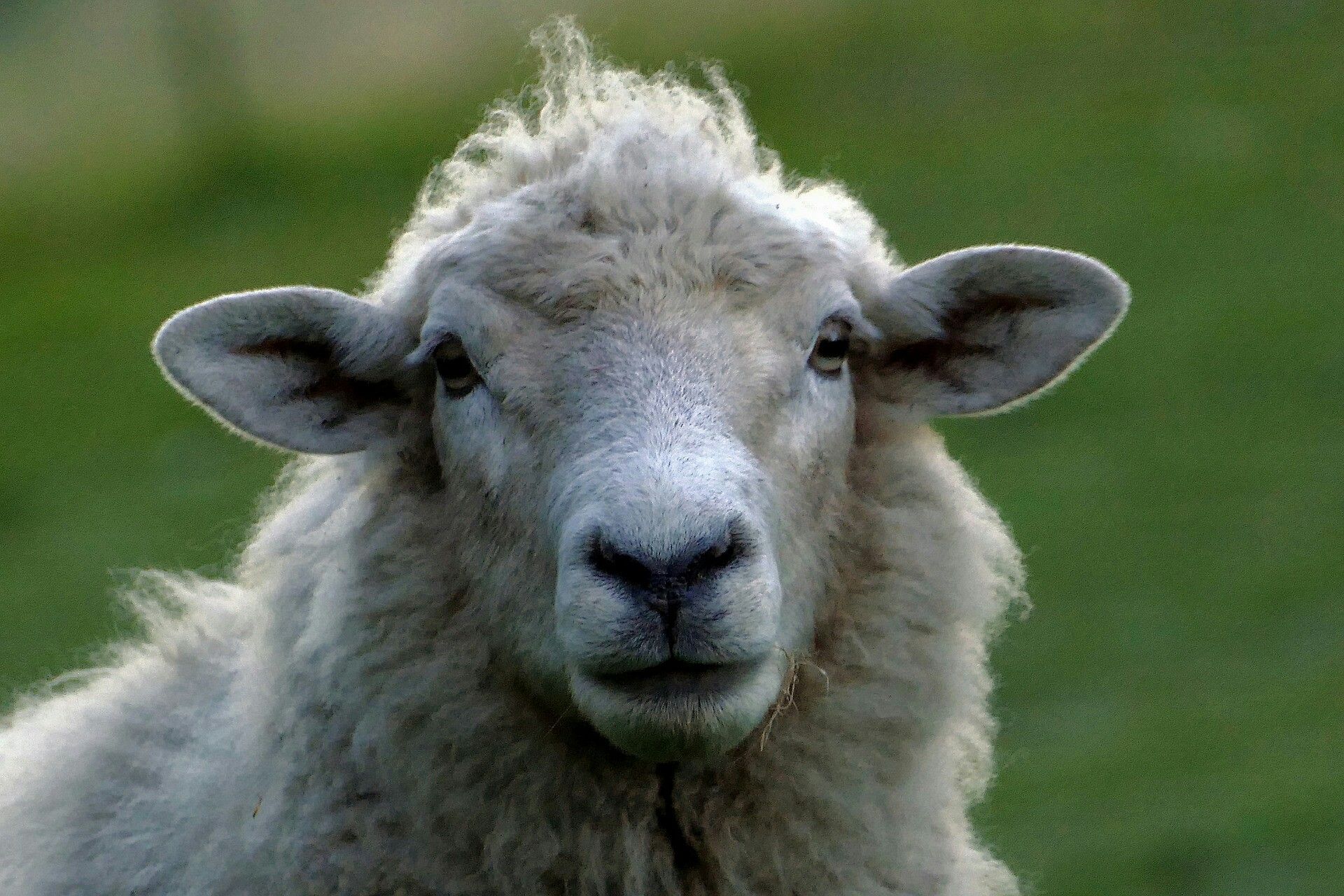 45byu56j67bu67ui قیمت گوسفند زنده در تهران و کرج