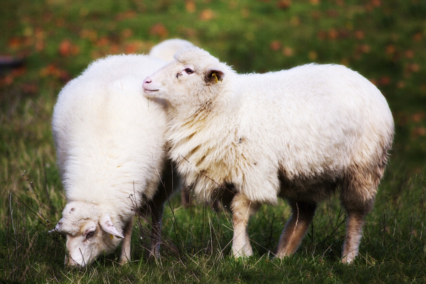 46bh75jun76u76 قیمت گوسفند زنده در تهران و کرج